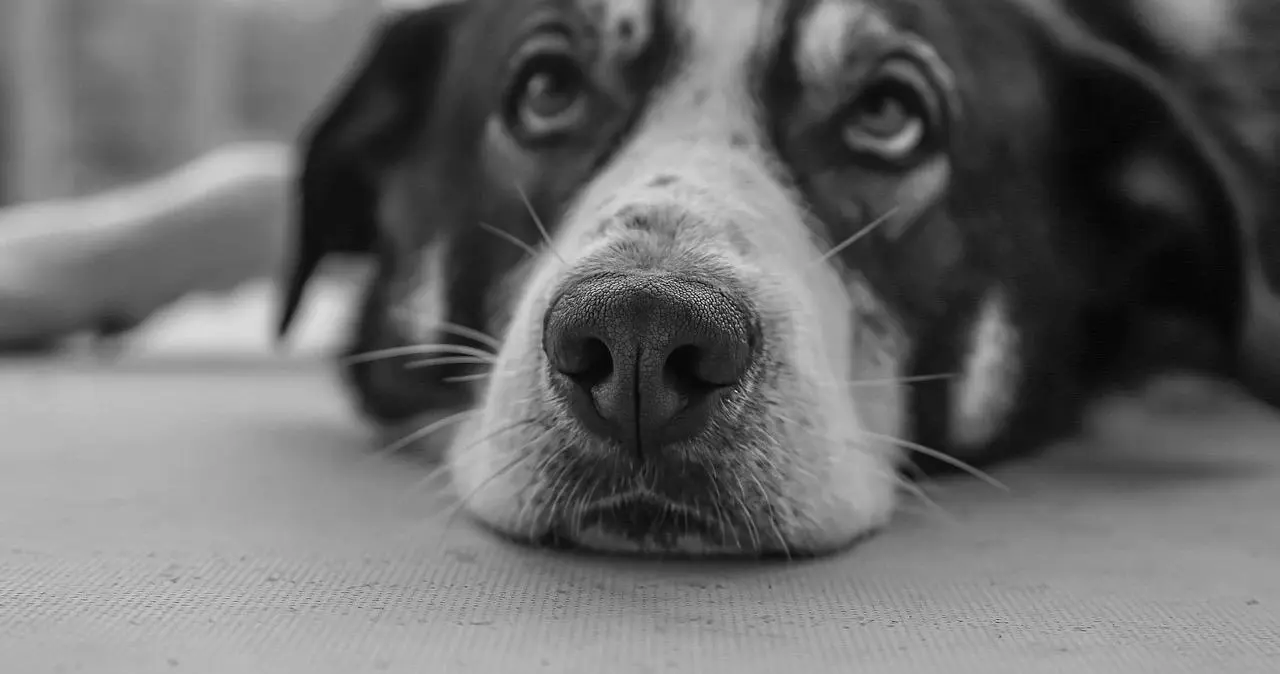 西檬之家字母圈中的aftercare是什么?新手必读指南 一