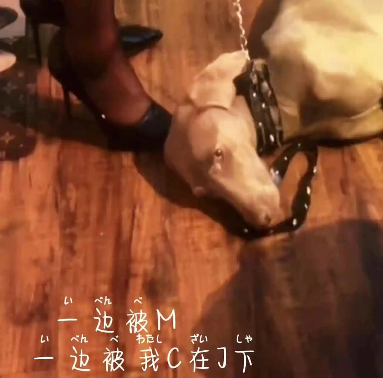 西檬之家字母圈k9是什么? 一